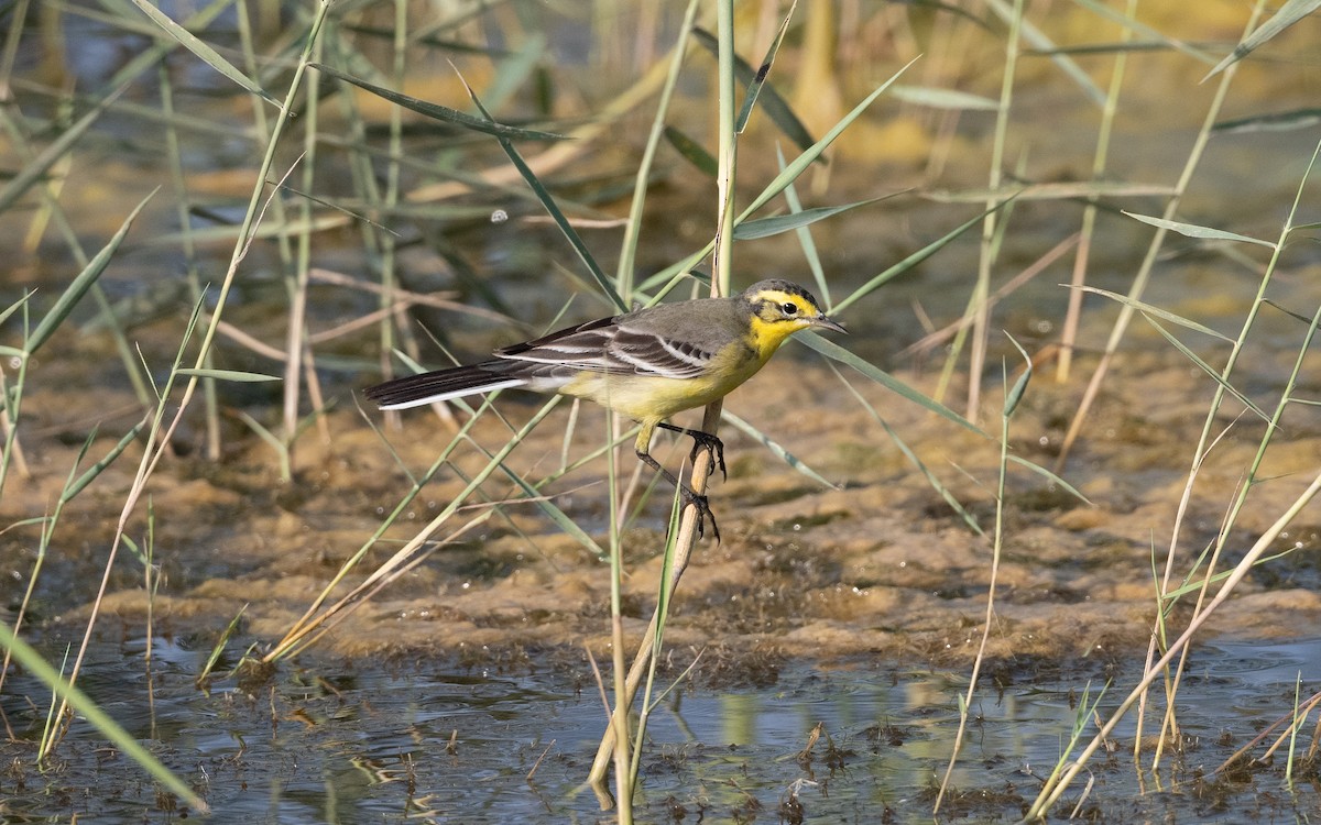Citrine Wagtail - ML627803753