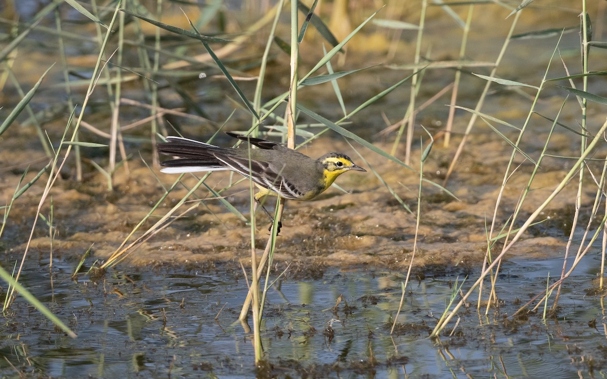 Citrine Wagtail - ML627803754