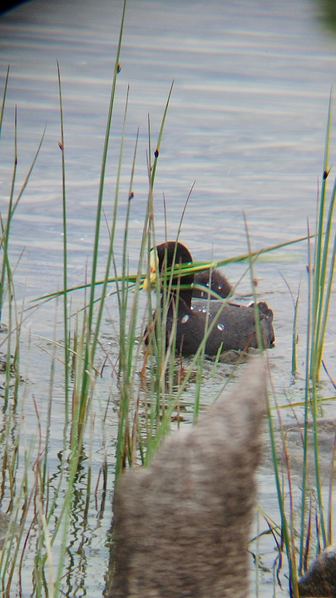 Red-gartered Coot - ML627803783