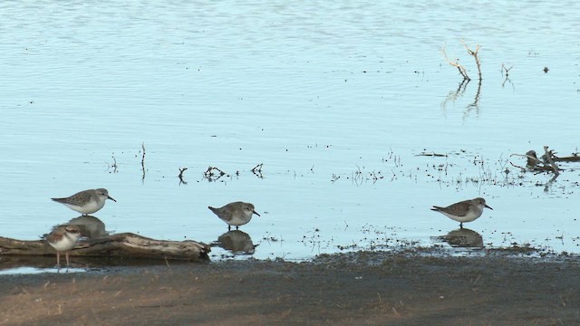 Red-necked Stint - ML627803790