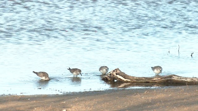 Red-necked Stint - ML627803792