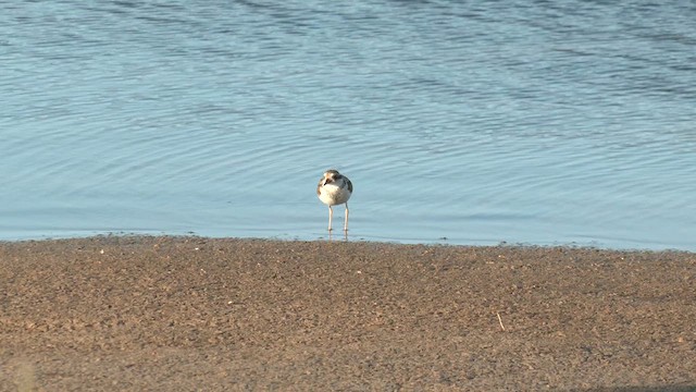 Black-fronted Dotterel - ML627803825