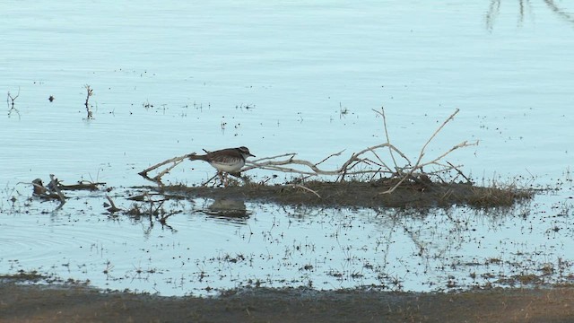 Black-fronted Dotterel - ML627803826
