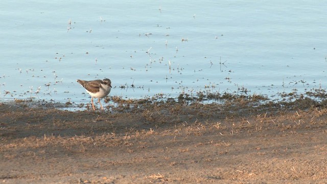 Black-fronted Dotterel - ML627803871