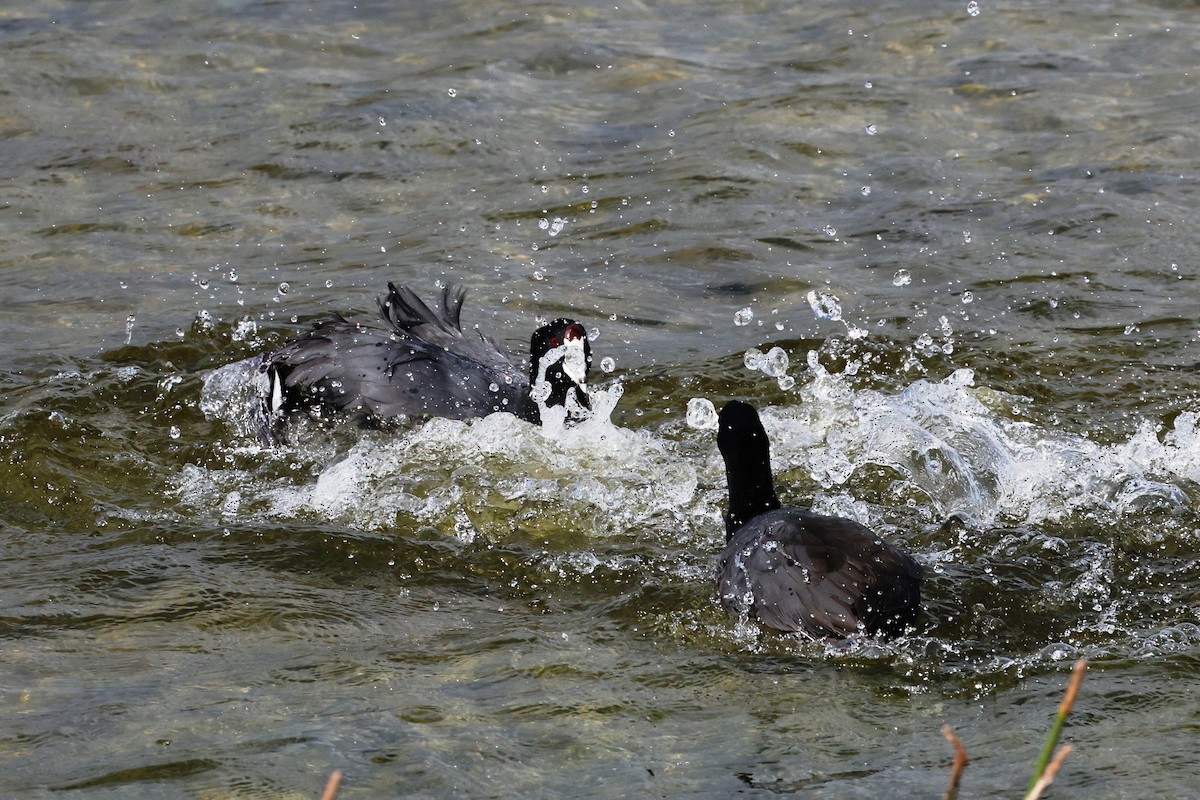 Common Gallinule - ML627803962