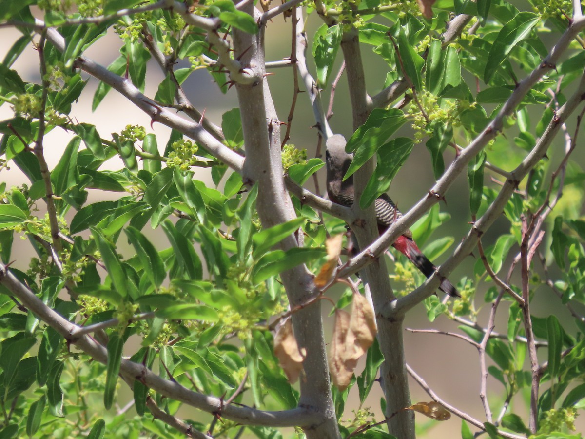 Black-faced Waxbill - ML627804072