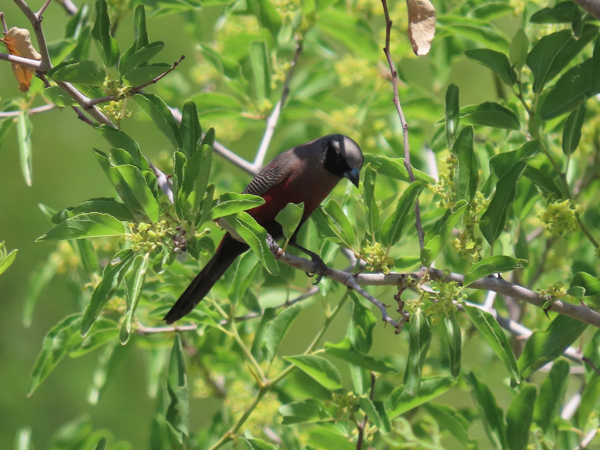 Black-faced Waxbill - ML627804074