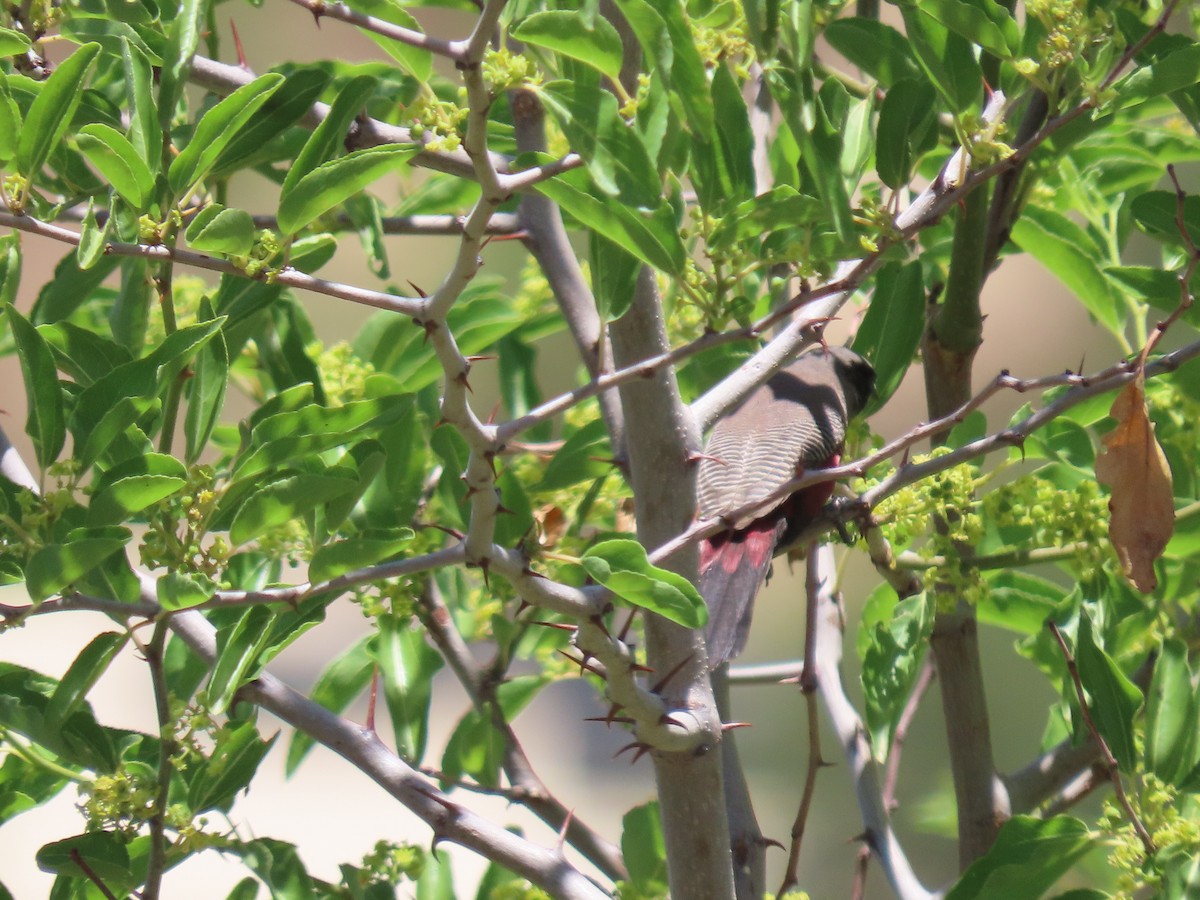 Black-faced Waxbill - ML627804075