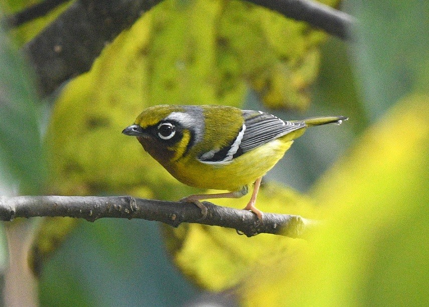 Black-eared Shrike-Babbler - ML627804080