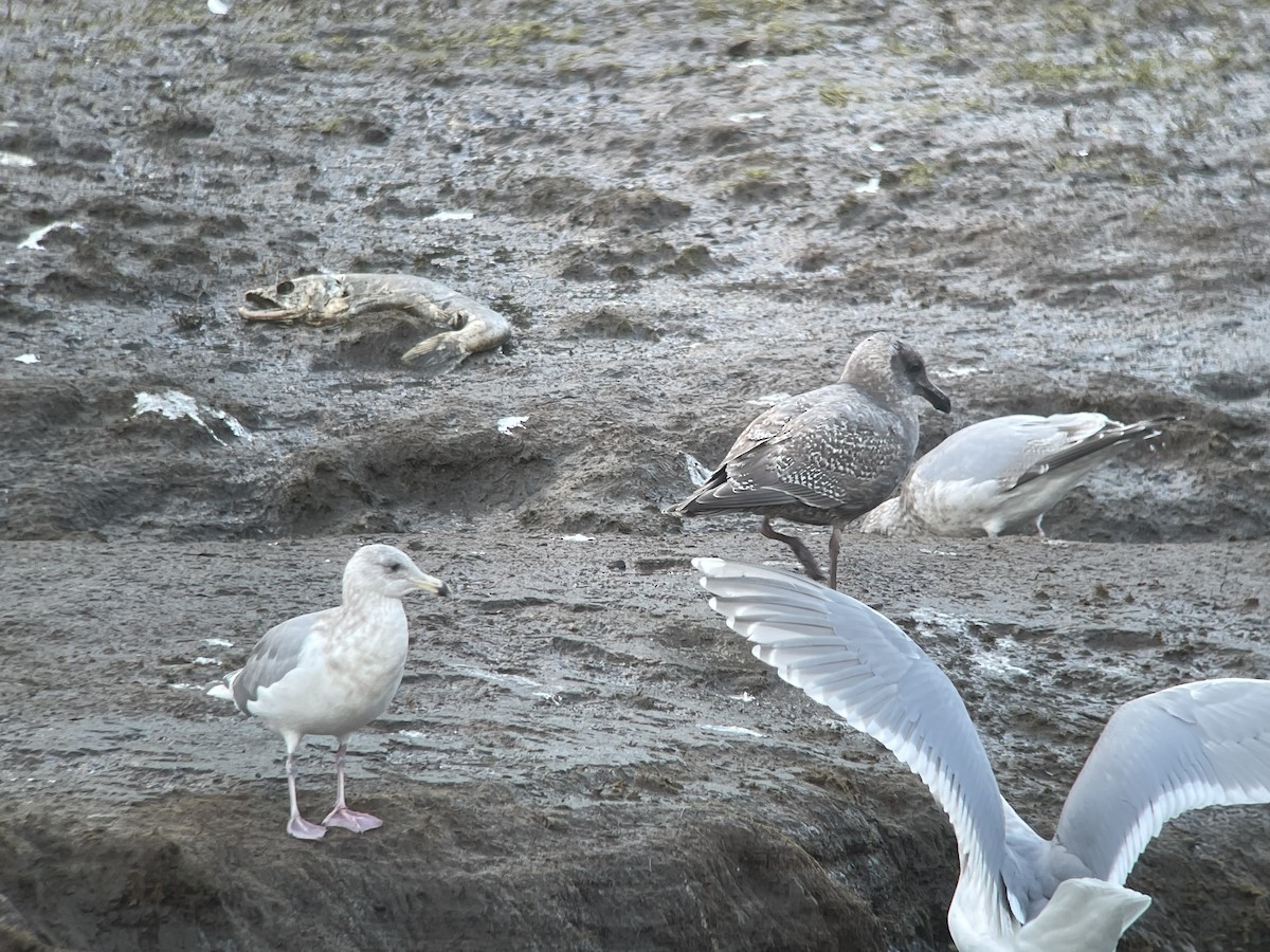 Western Gull - ML627804100