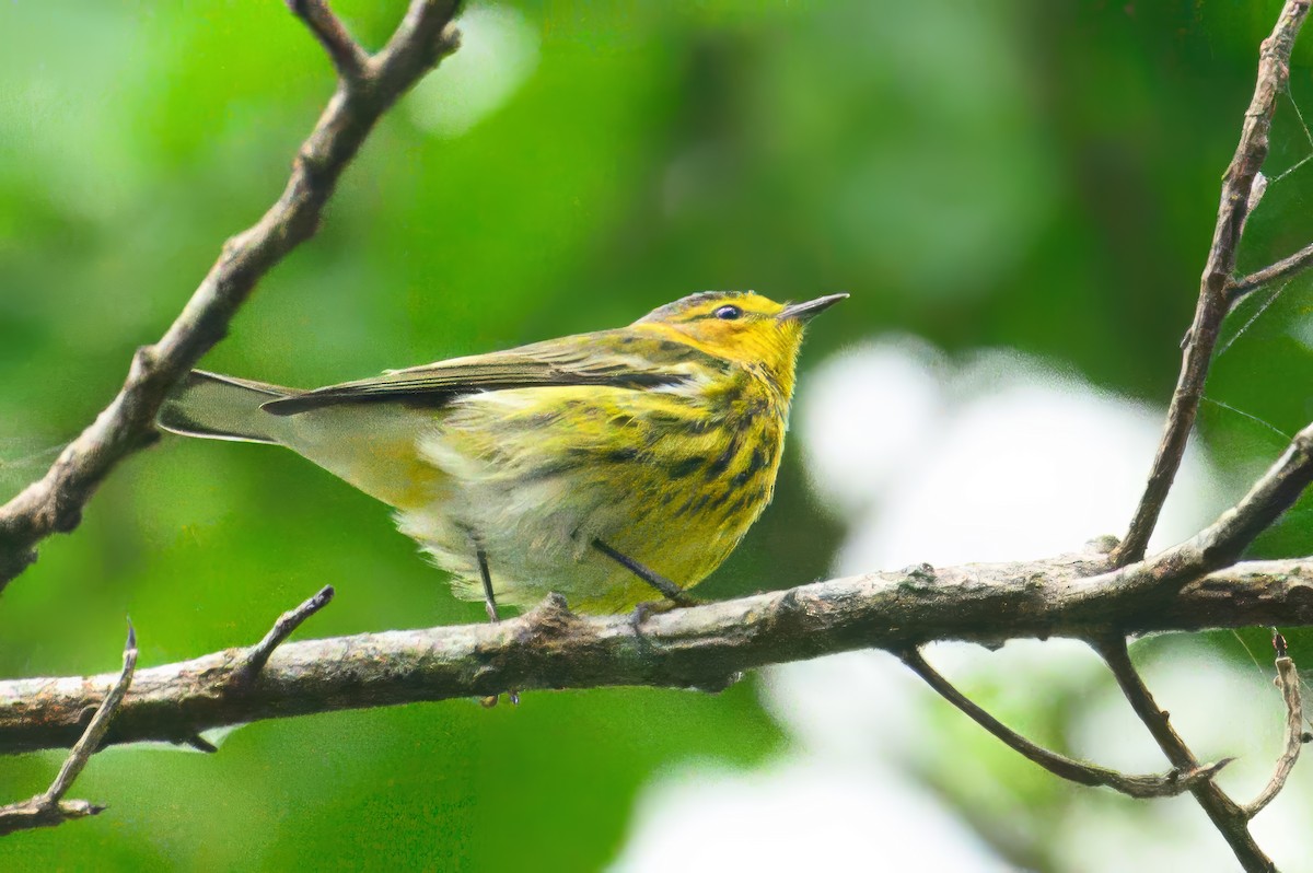 Cape May Warbler - ML627804102