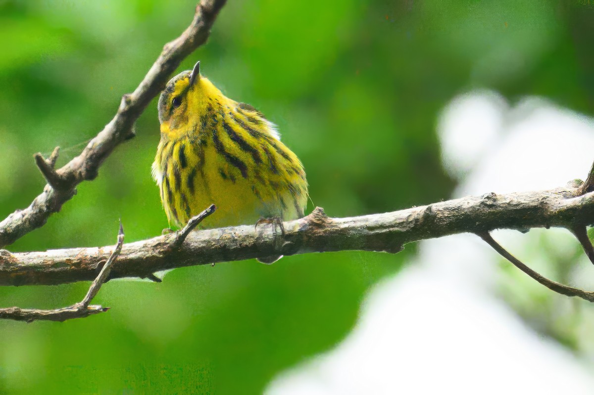 Cape May Warbler - ML627804109