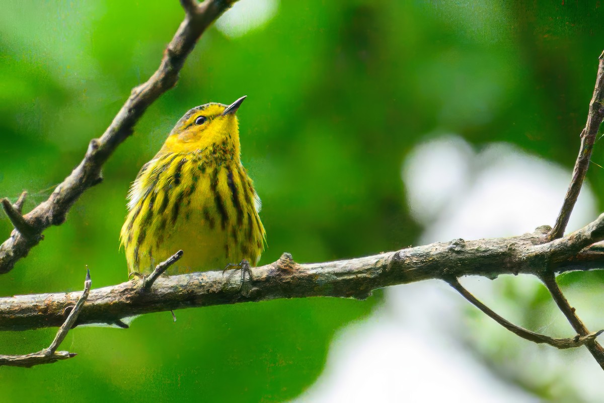 Cape May Warbler - ML627804110