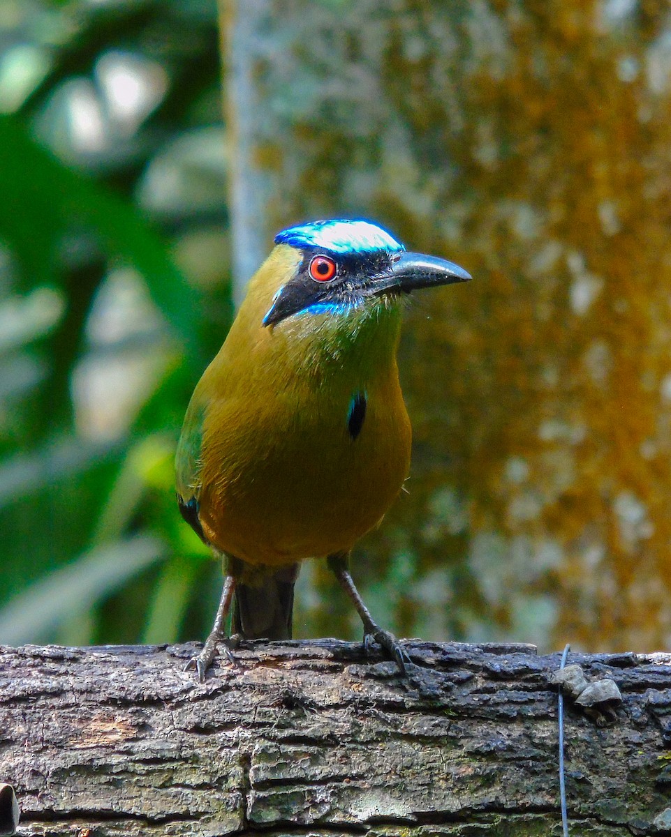 Kızılca Motmot - ML627804118