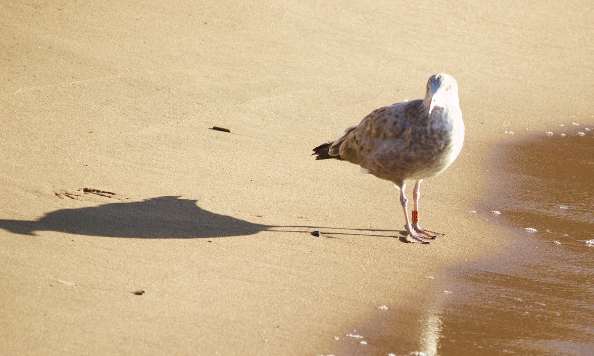 American Herring Gull - ML627804119
