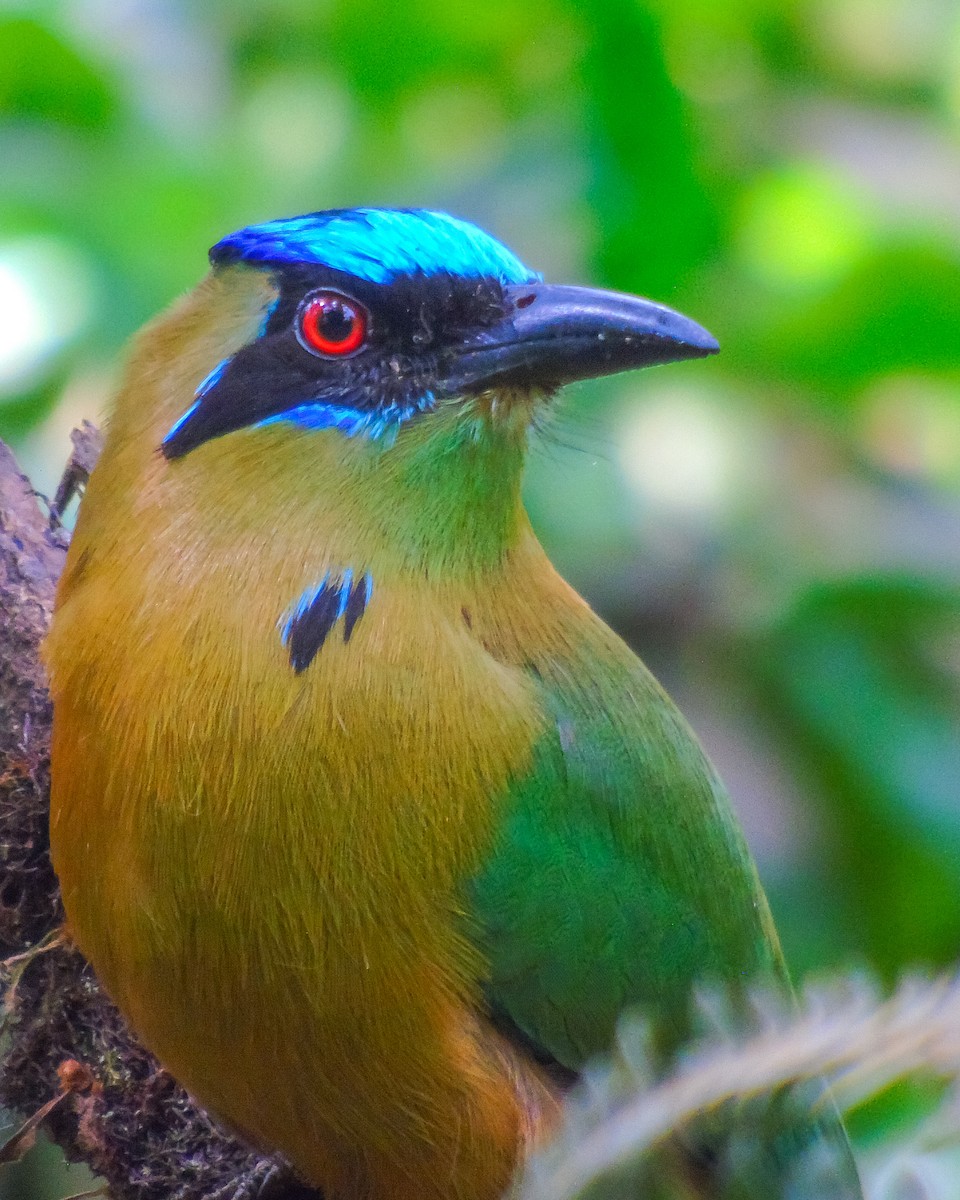 Kızılca Motmot - ML627804120