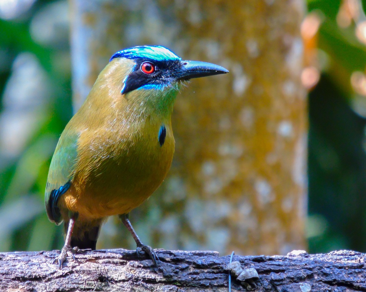 Kızılca Motmot - ML627804121