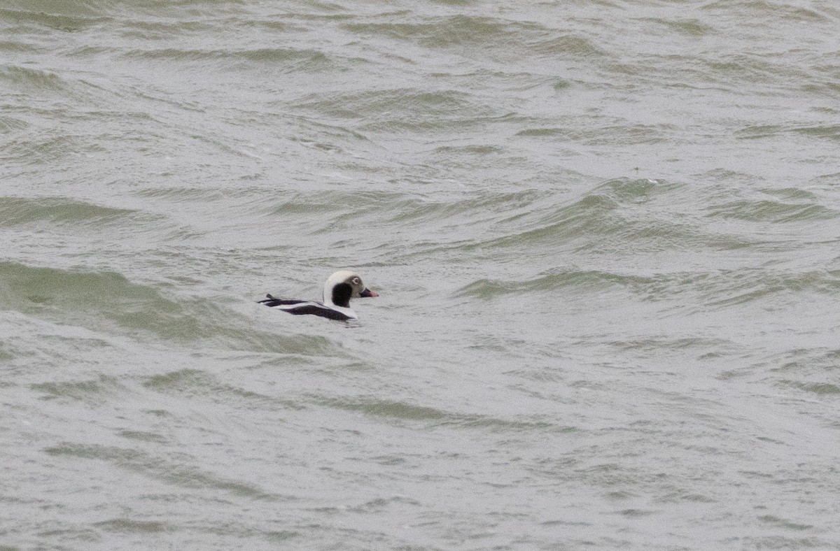 Long-tailed Duck - ML627804129