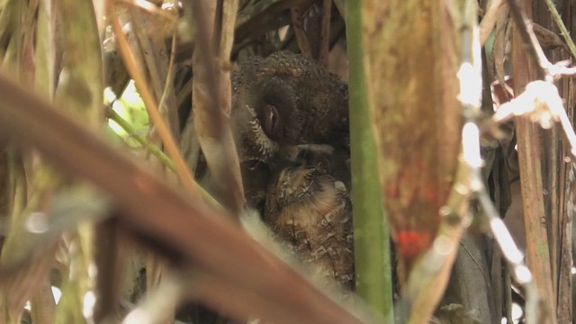 Madagascar Scops-Owl (Rainforest) - ML627804145