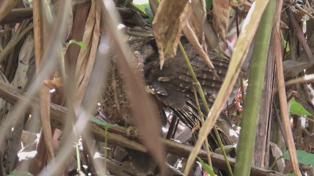 Madagascar Scops-Owl (Rainforest) - ML627804146