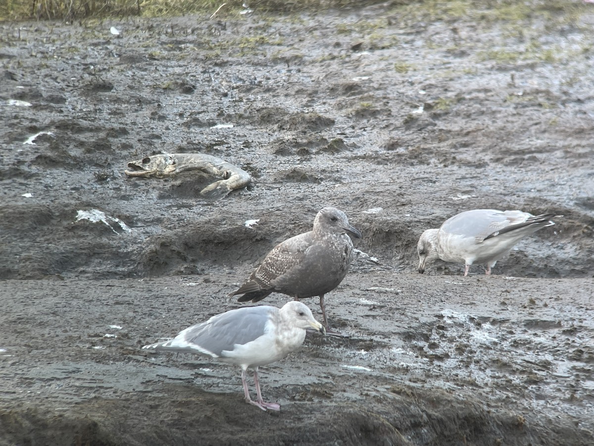 Western Gull - ML627804179