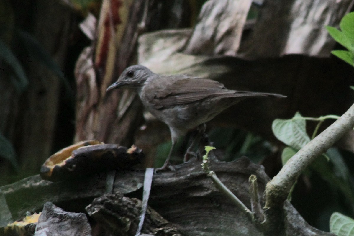 Pale-breasted Thrush - ML627804267