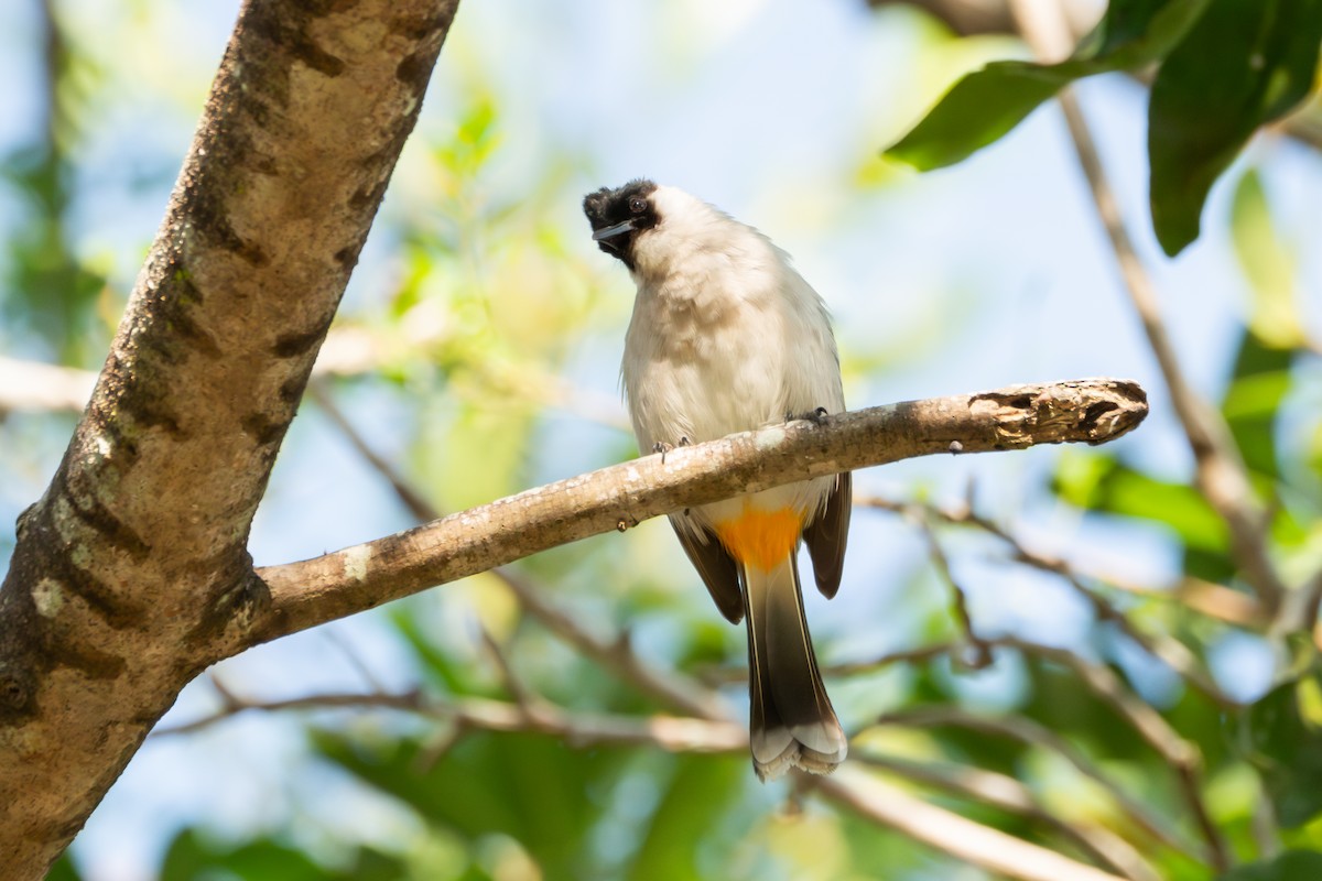 Sooty-headed Bulbul - ML627804293