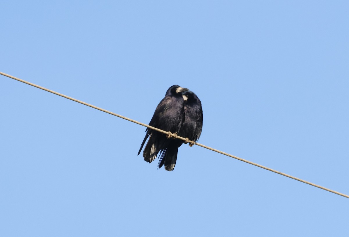 Rook - ML627804389
