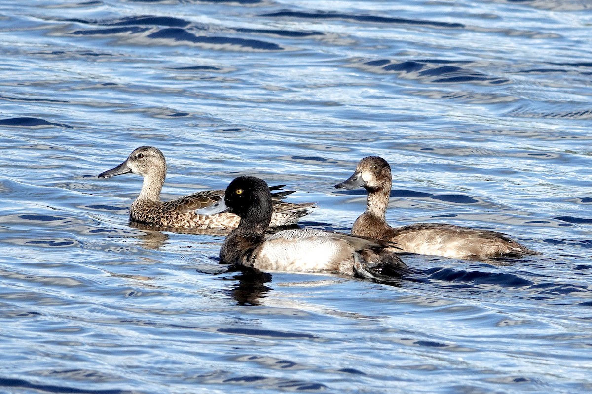 Lesser Scaup - ML627804459