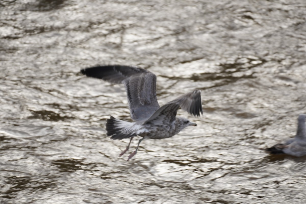 California Gull - ML627804462