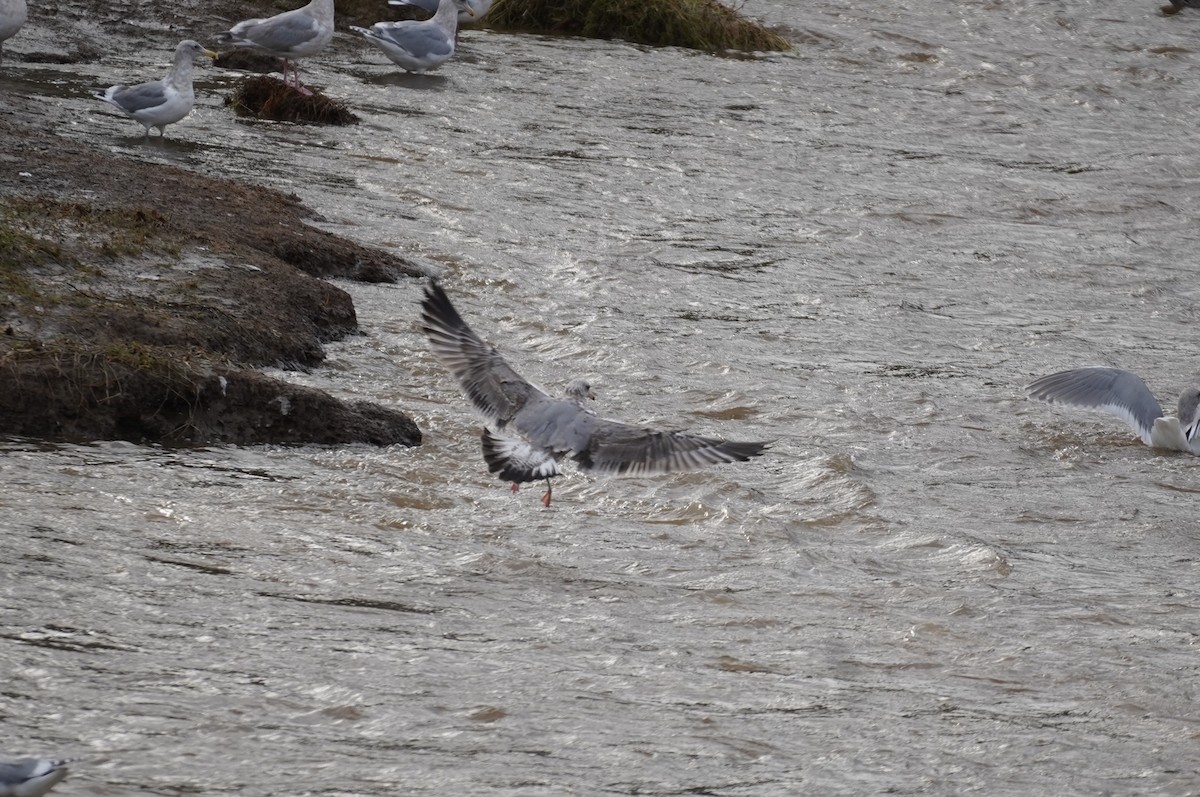 California Gull - ML627804463