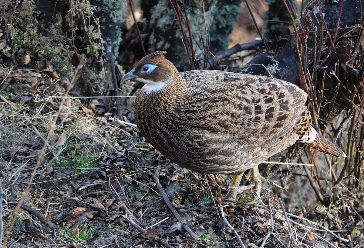 Himalayan Monal - ML627804499