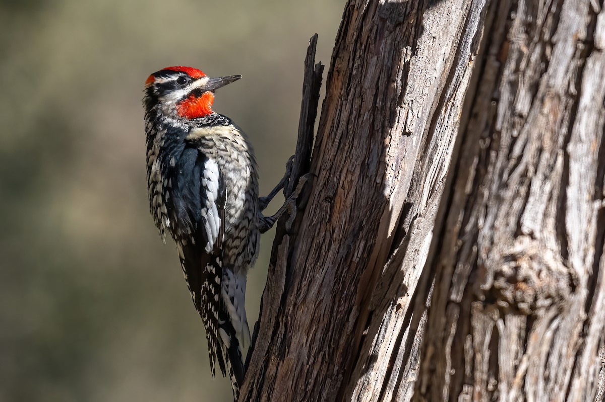 Red-naped Sapsucker - James Hoagland