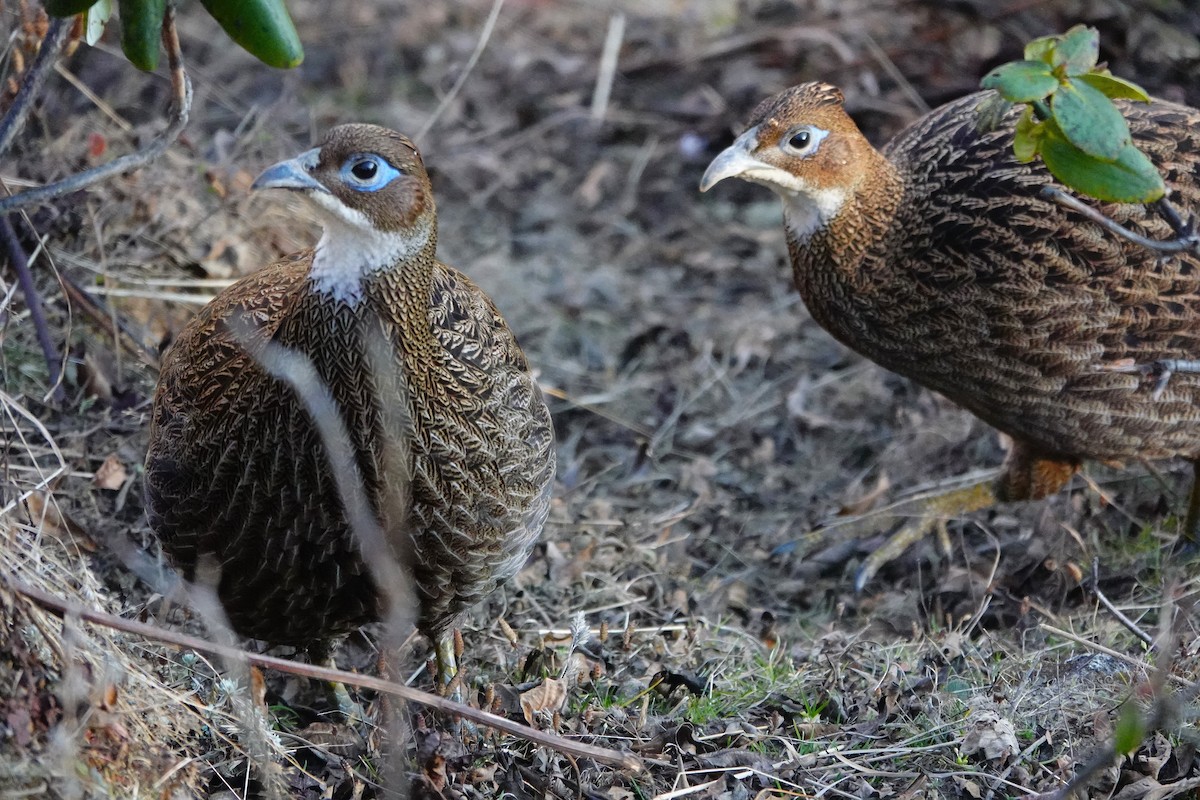 Himalayan Monal - ML627804520