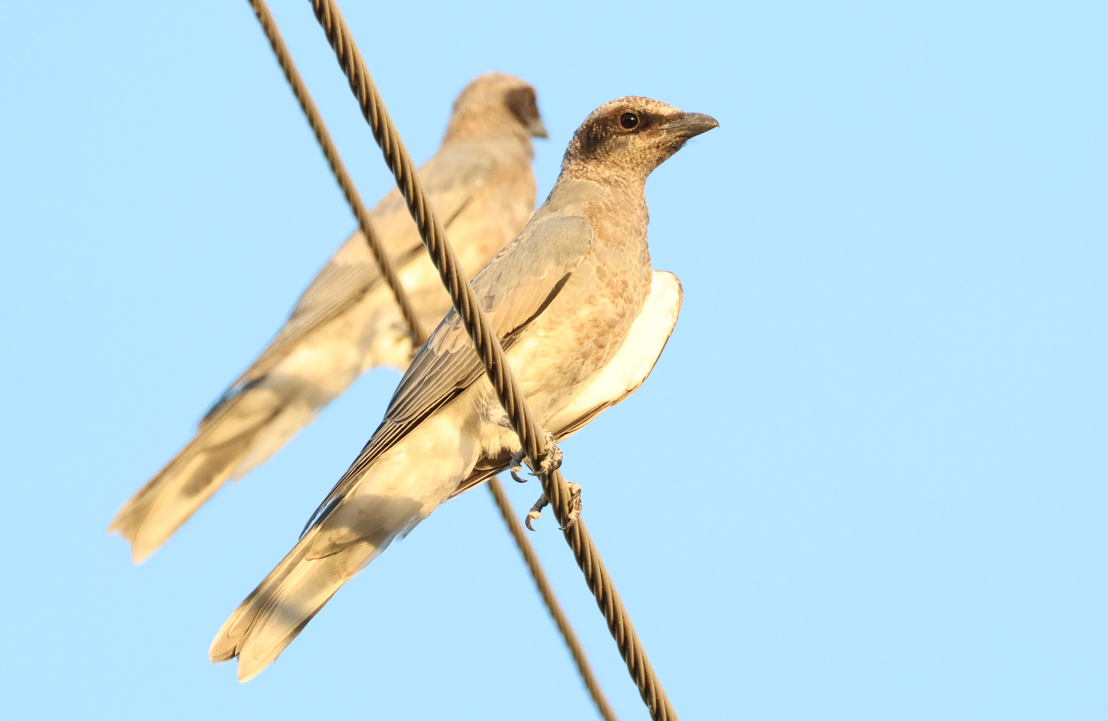 Black-faced Cuckooshrike - ML627804532