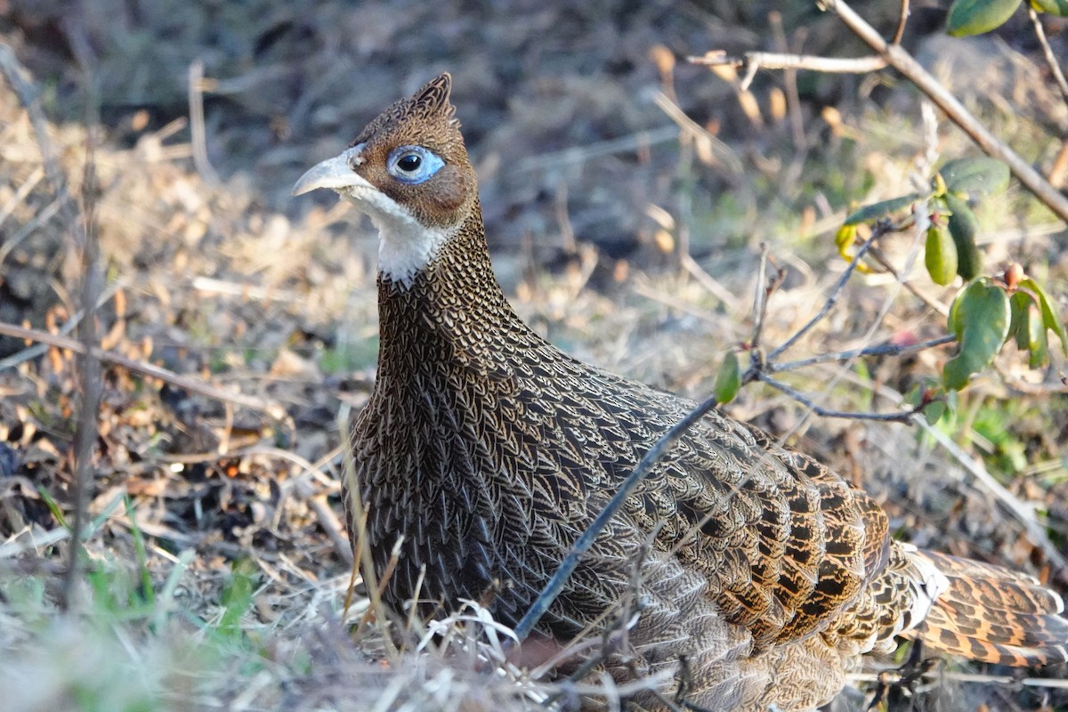 Himalayan Monal - ML627804534