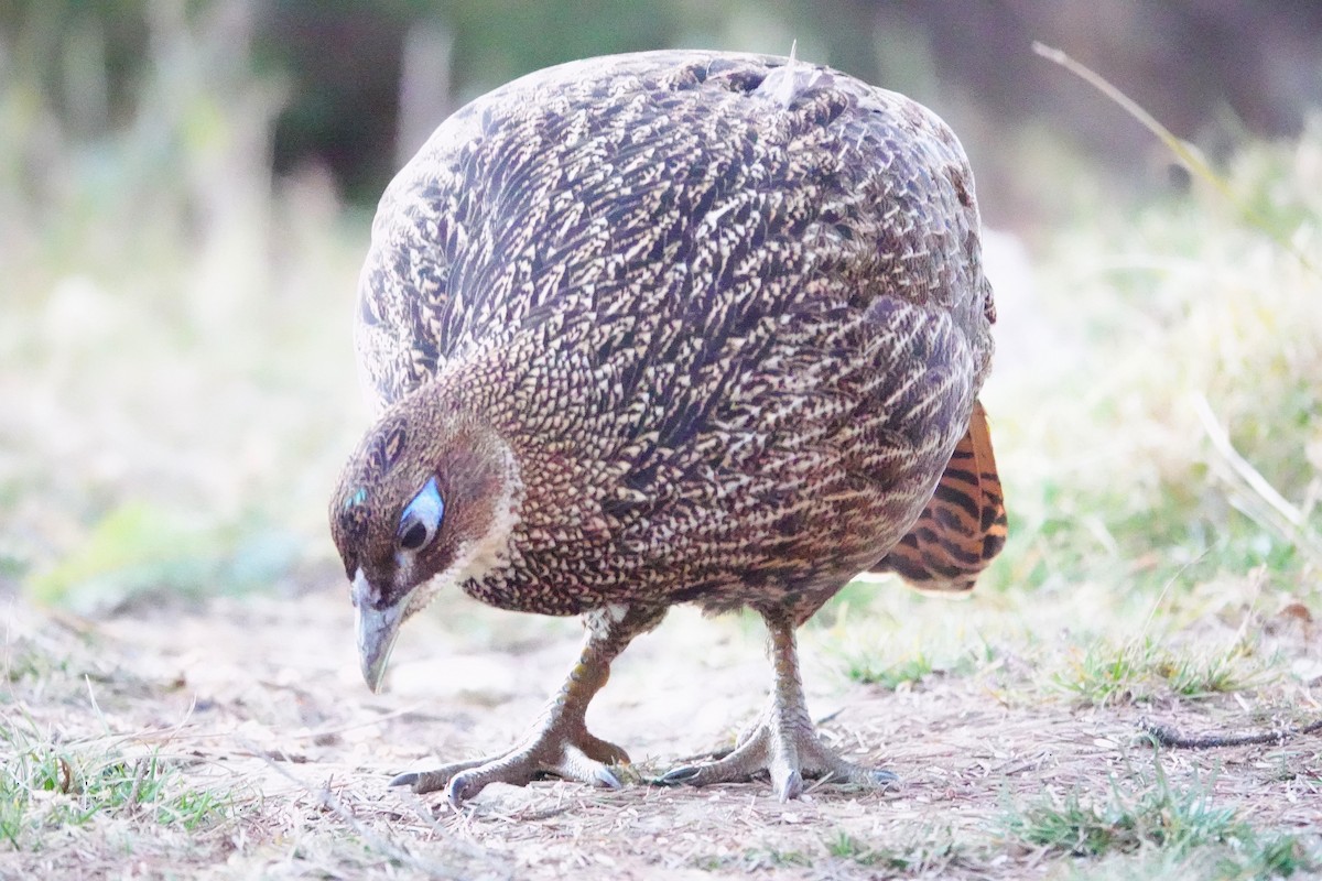 Himalayan Monal - ML627804550