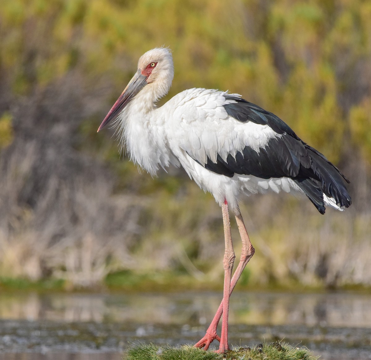 Maguari Stork - ML627804559