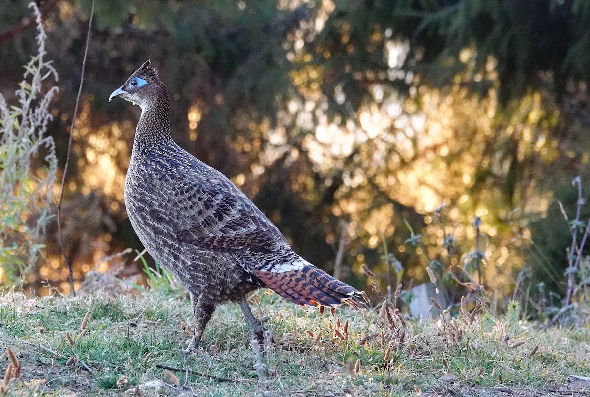 Himalayan Monal - ML627804560