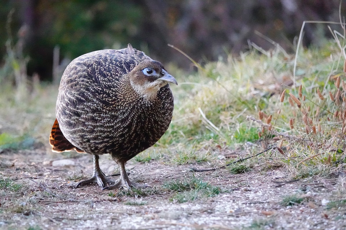 Himalayan Monal - ML627804562