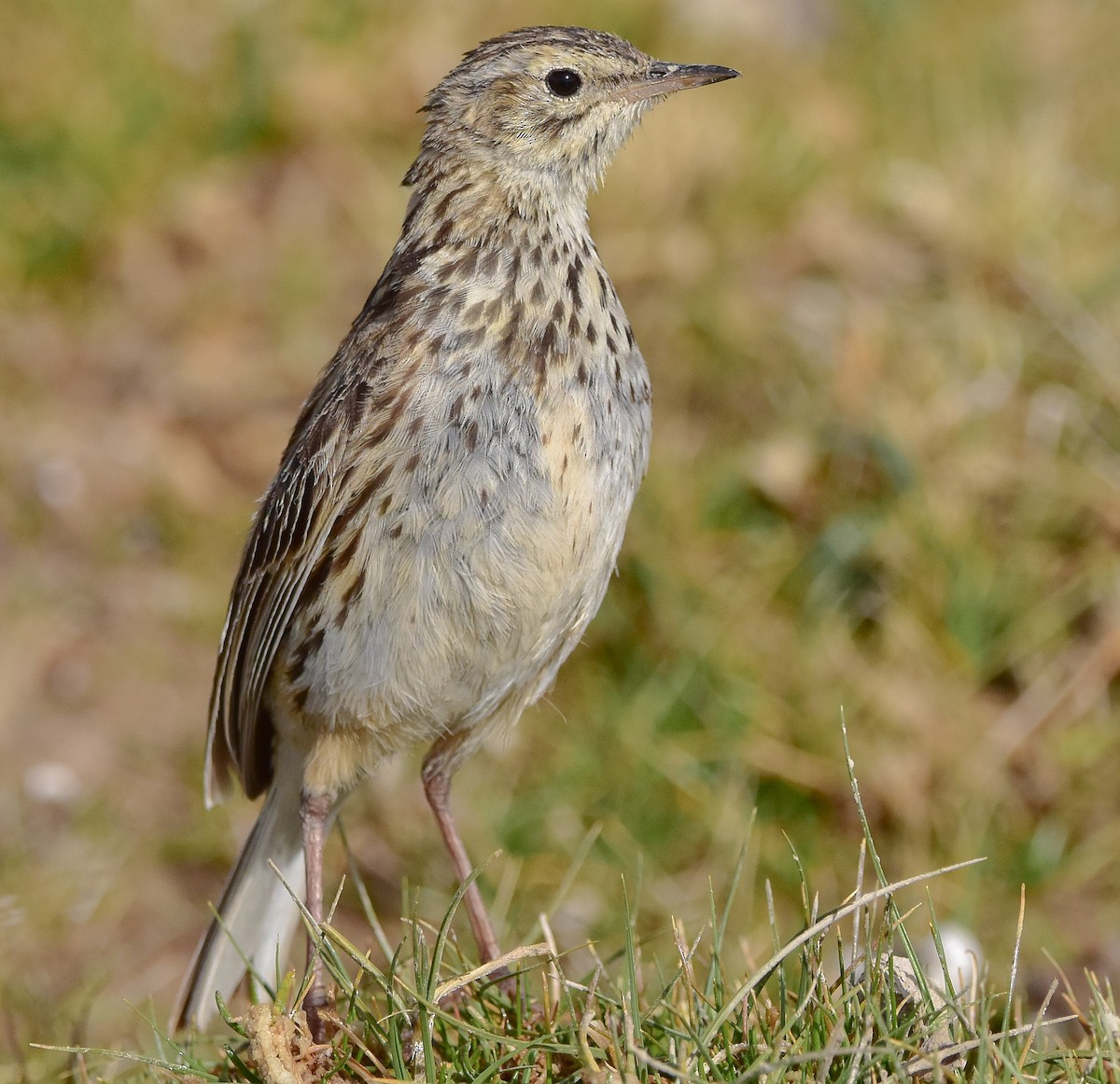 Correndera Pipit - ML627804570