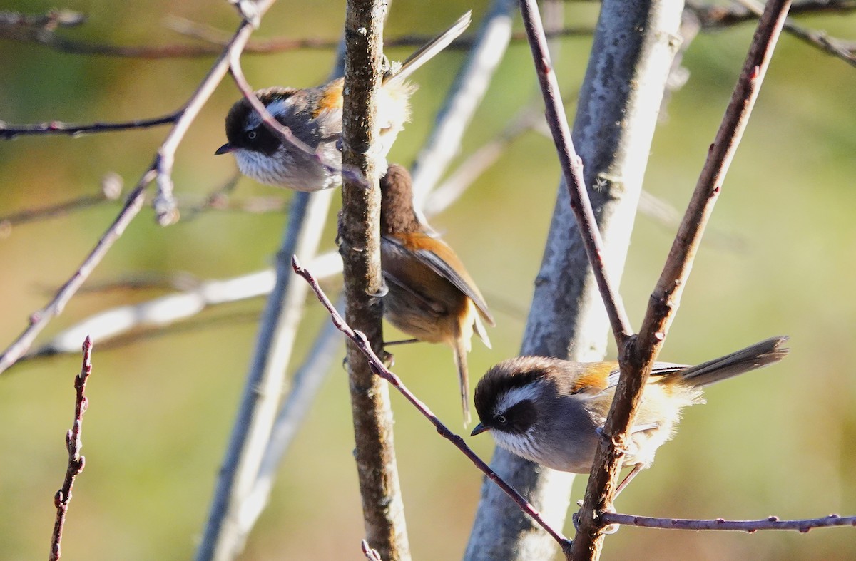 White-browed Fulvetta - ML627804585