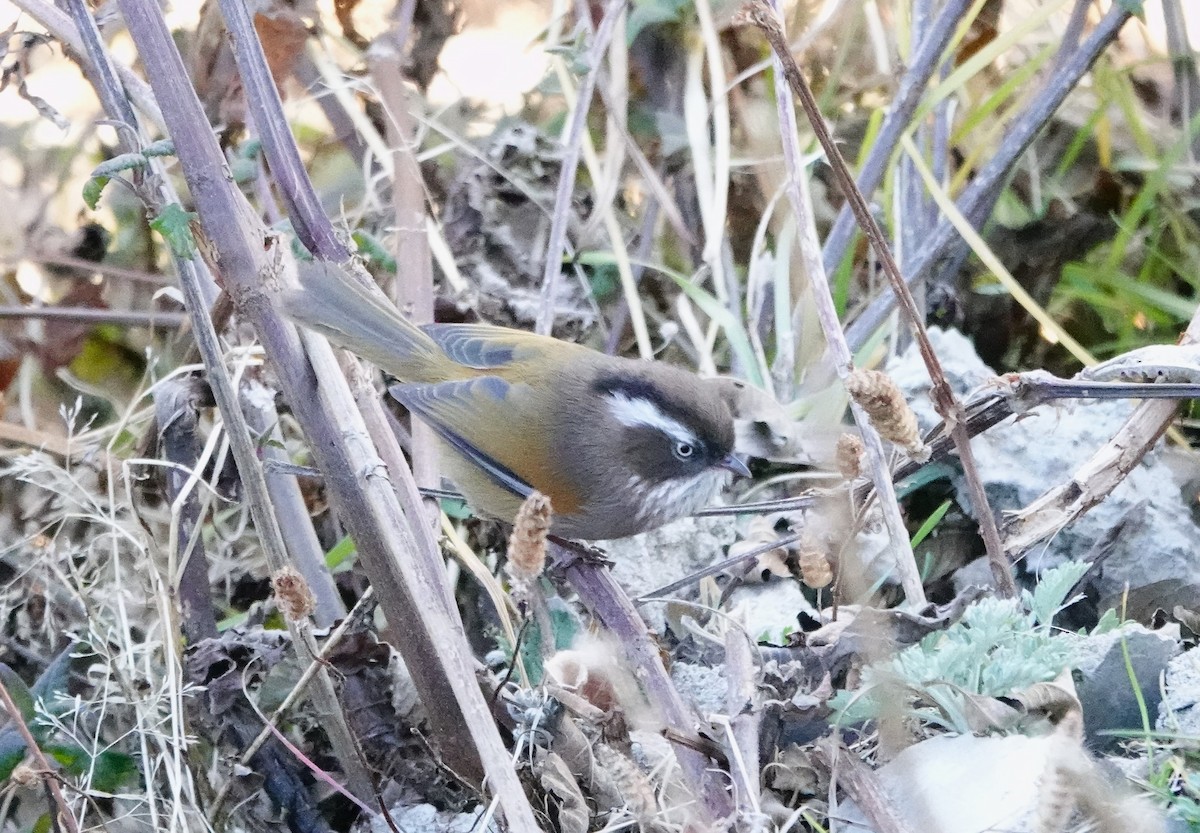 White-browed Fulvetta - ML627804586