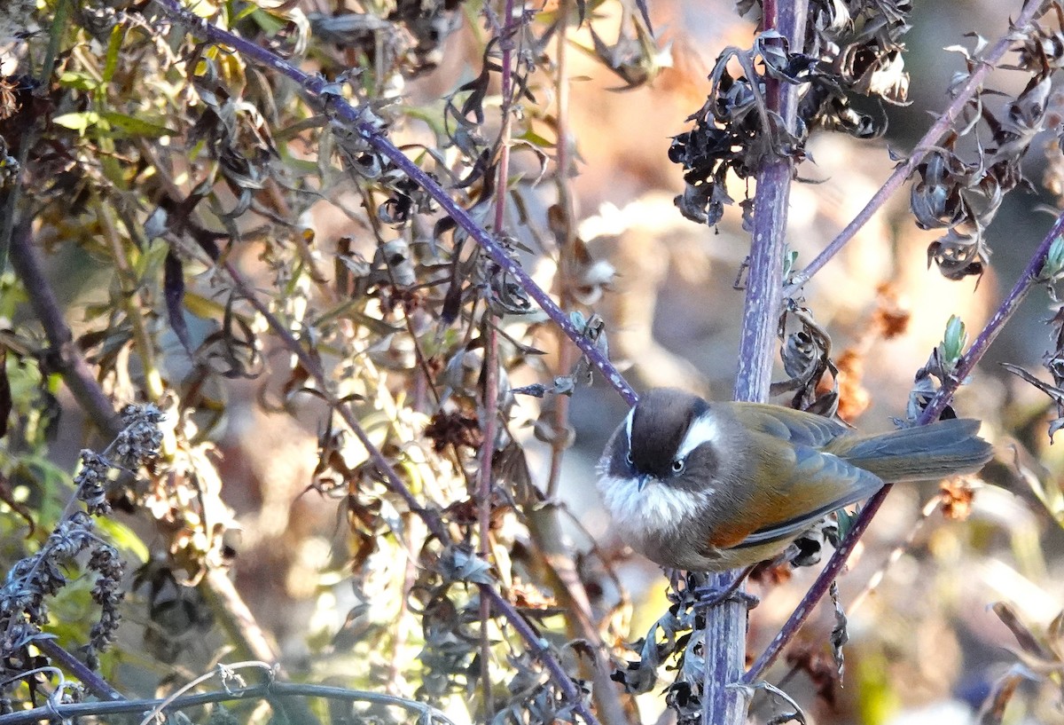 White-browed Fulvetta - ML627804587