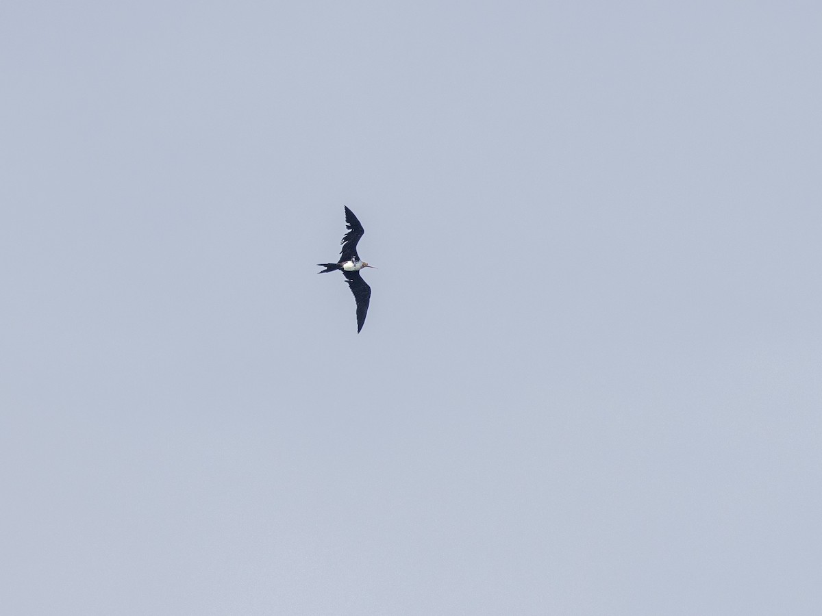 Christmas Island Frigatebird - ML627804659