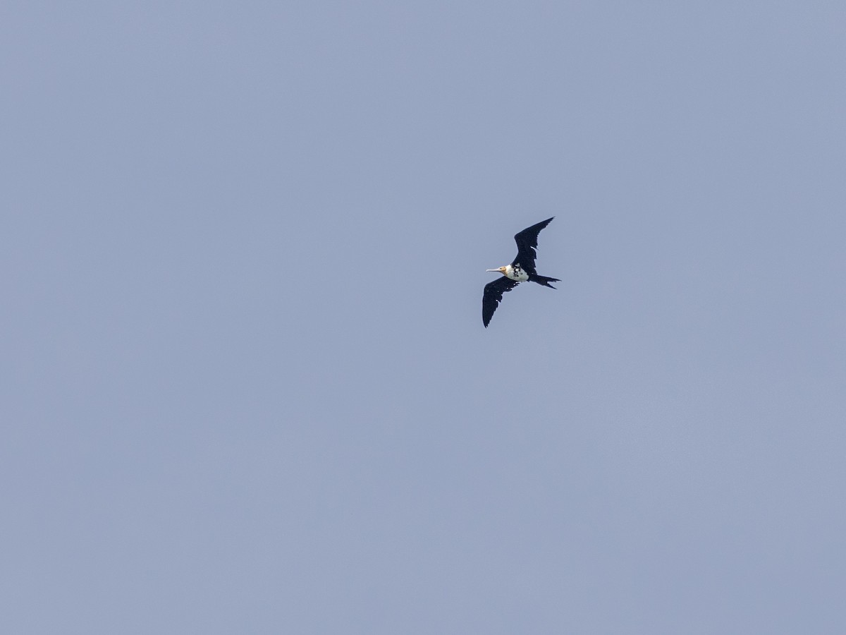 Christmas Island Frigatebird - ML627804660