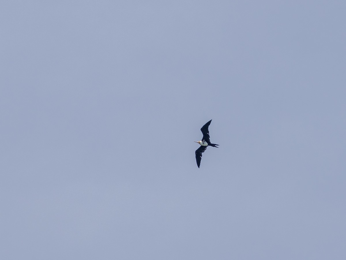 Christmas Island Frigatebird - ML627804661