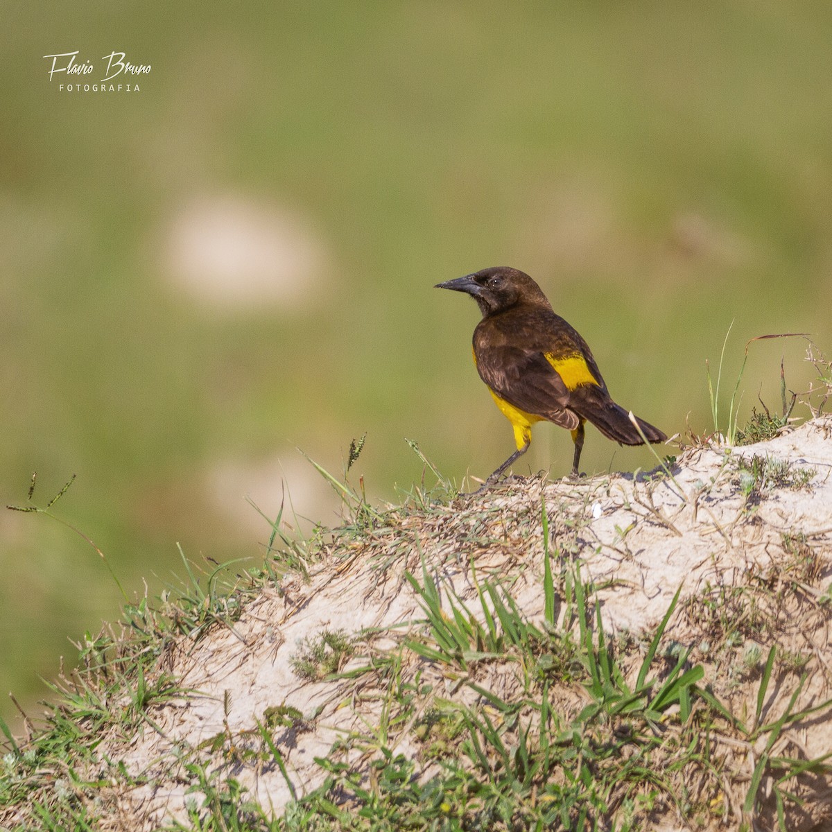 Yellow-rumped Marshbird - ML627804667