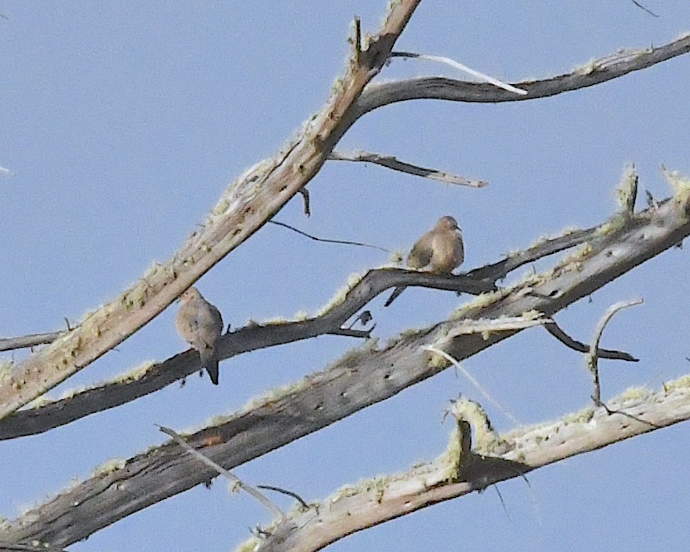 Mourning Dove - ML627804705