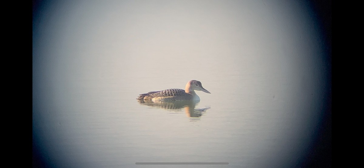 Yellow-billed Loon - ML627804741